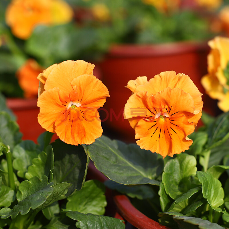 飞沭 三色堇盆栽苗角堇耐寒冷猫儿脸阳台盆栽苗耐寒庭院花园开花地栽