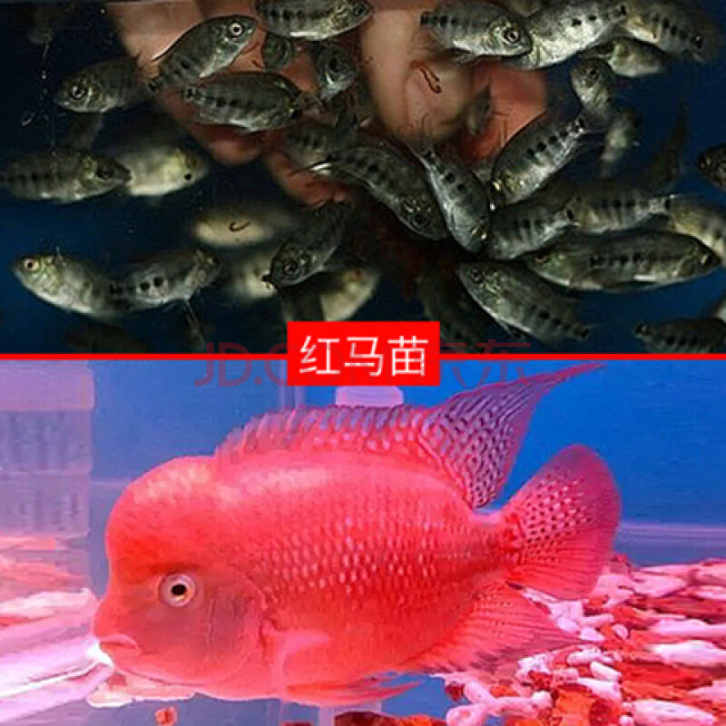 觀賞魚活體鴻運馬騮泰金花紋紅德薩高爆頭率 進口精選高起頭紅馬1對裝