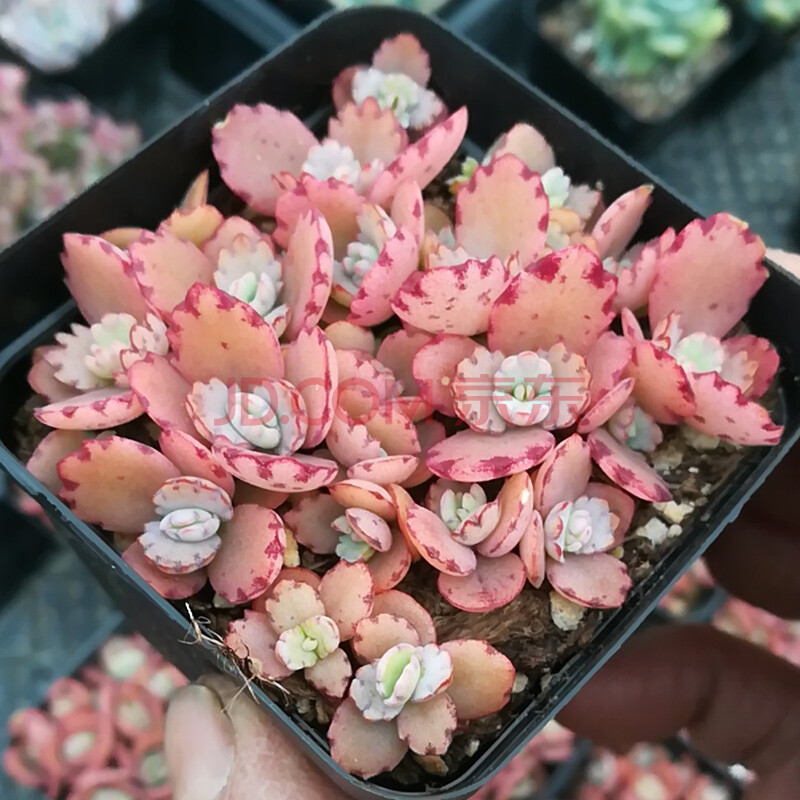 多肉植物蕾丝公主不死鸟蝴蝶之舞新款稀有贵货萌肉肉盆栽老桩 蕾丝