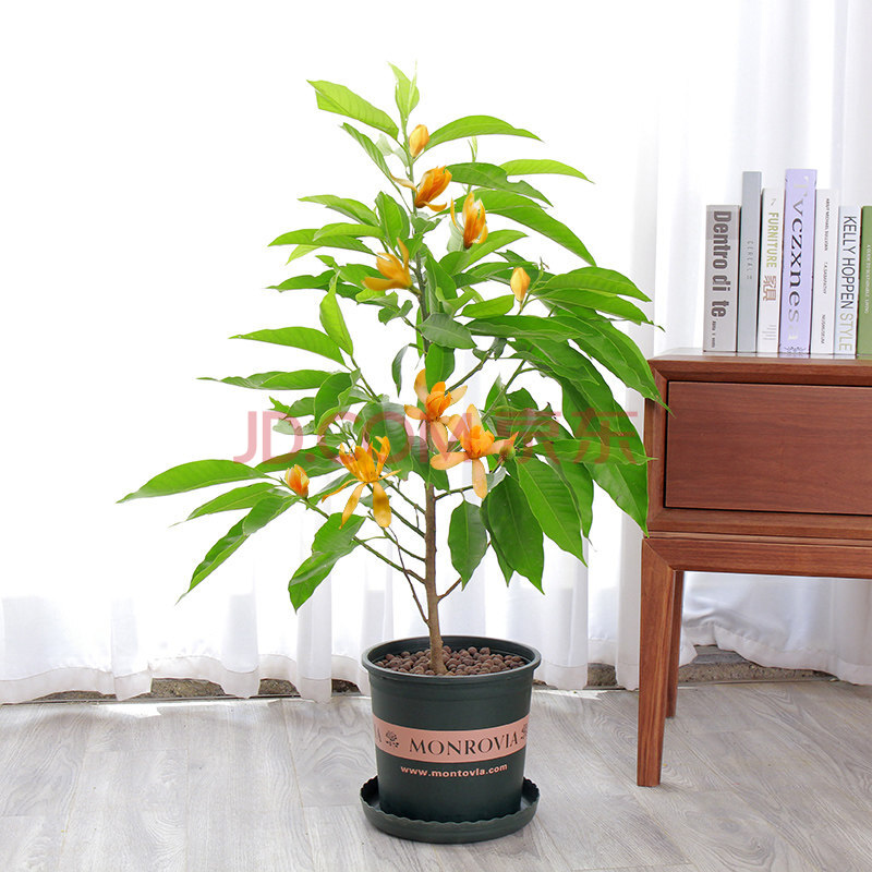 花友白兰花盆栽花卉植物室内玉兰树苗带花苞四季开花浓香型黄角兰好养