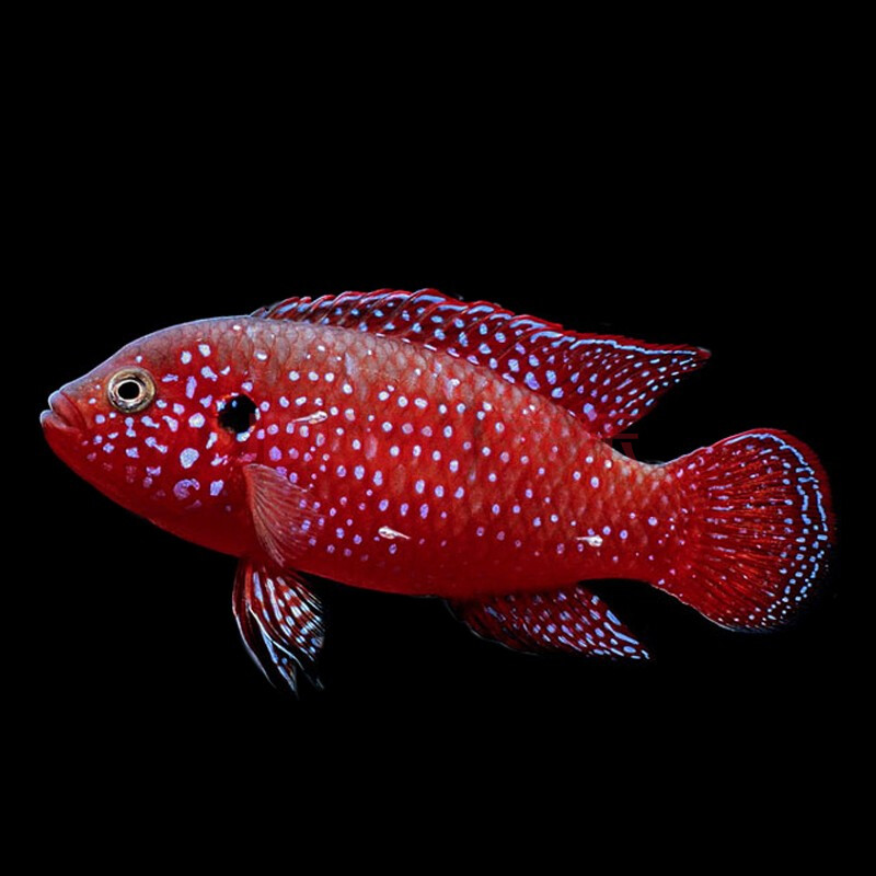 红宝石球鱼温度图片