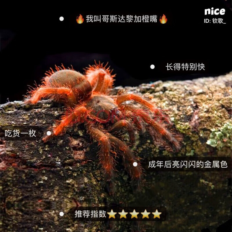 蜘蛛活体宠物蜘蛛异宠智利火玫瑰蜘蛛新手蜘蛛温顺 哥斯达黎加橙嘴2cm