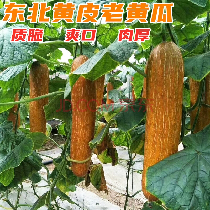 旱黄瓜种子阳台四季盆栽庭院春夏季油亮蔬菜种孑 黄皮老黄瓜10克原装