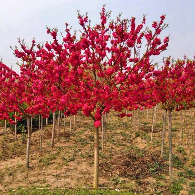 紅梅樹樹苗梅花盆栽盆景臘梅苗老樁紅梅綠梅美人梅庭院四季開花苗z1 4