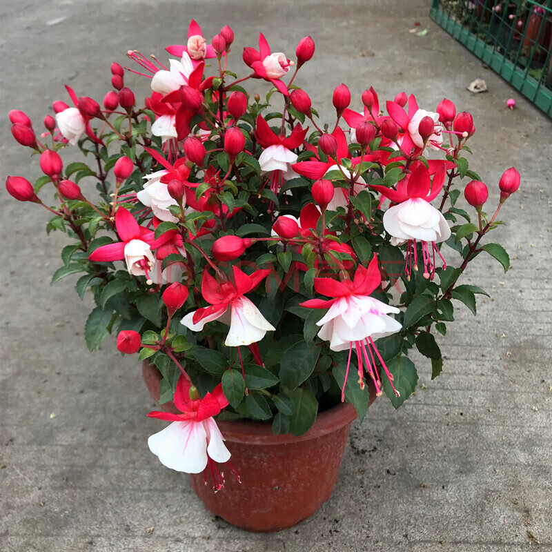 倒挂金钟盆栽花卉吊兰吊钟海棠灯笼海棠大花苗当年开花z 倒挂金钟红壳