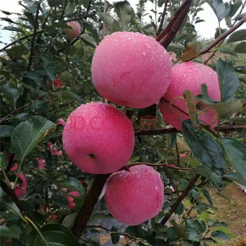 紅肉蘋果苗 藍寶石葡萄苗 無花果樹 石榴樹苗 李子 藍莓苗 煙臺紅富士