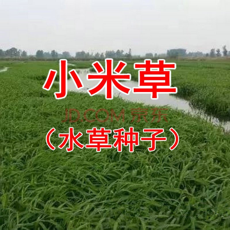 四季牧草种子多年生黑麦草籽菊苣紫花苜蓿鸡鸭鹅猪牛羊兔鱼草种子旺之