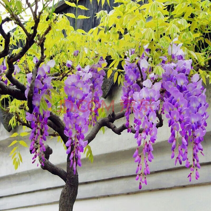 花草藤本花别墅绿化花卉树苗 粉仙 紫藤 8年苗当年开花