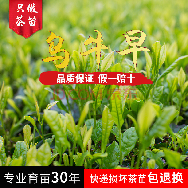 乌牛早浙农117龙井43黄金芽南方种植茶树苗茶叶树乔木苗茶苗 种苗