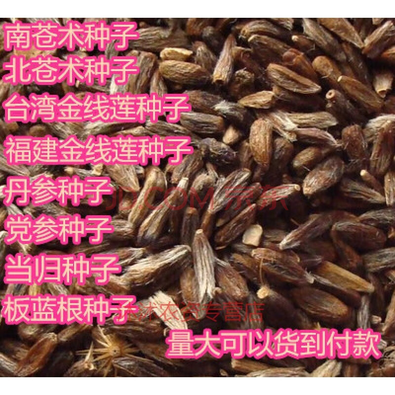 新采药材种子 金线莲种子 南 北苍术丹参党参柴胡桔梗板蓝根种子