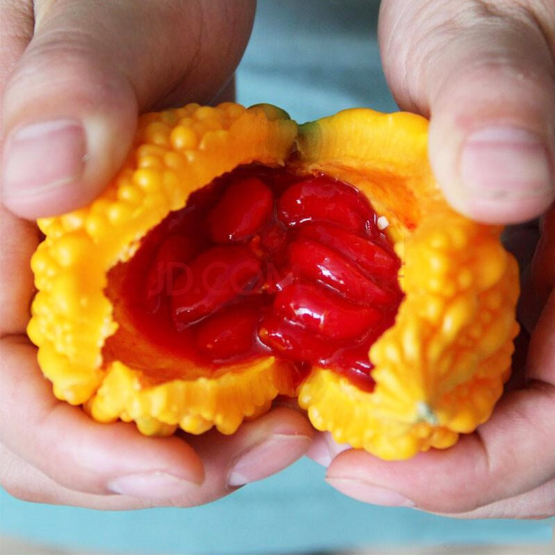 寿禾 赖葡萄种子金铃子小癞瓜种苗水果春季蔬菜阳台爬藤种籽 赖葡萄