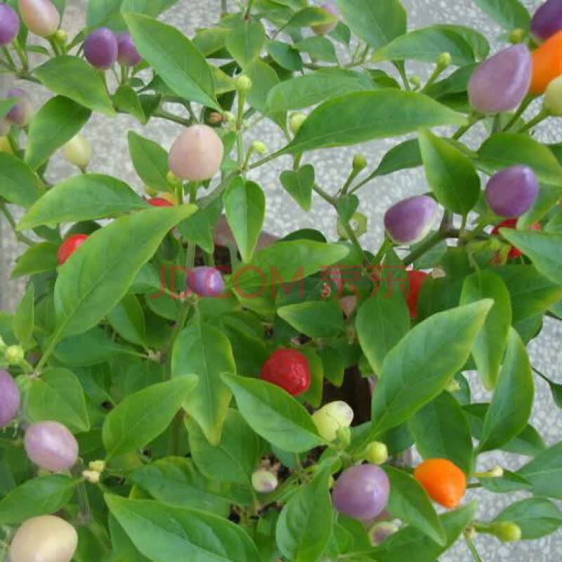 番茄南瓜苗茄子秧苗黄秋葵黄瓜种苗盆栽四季 浅棕色 彩星观赏椒苗5棵