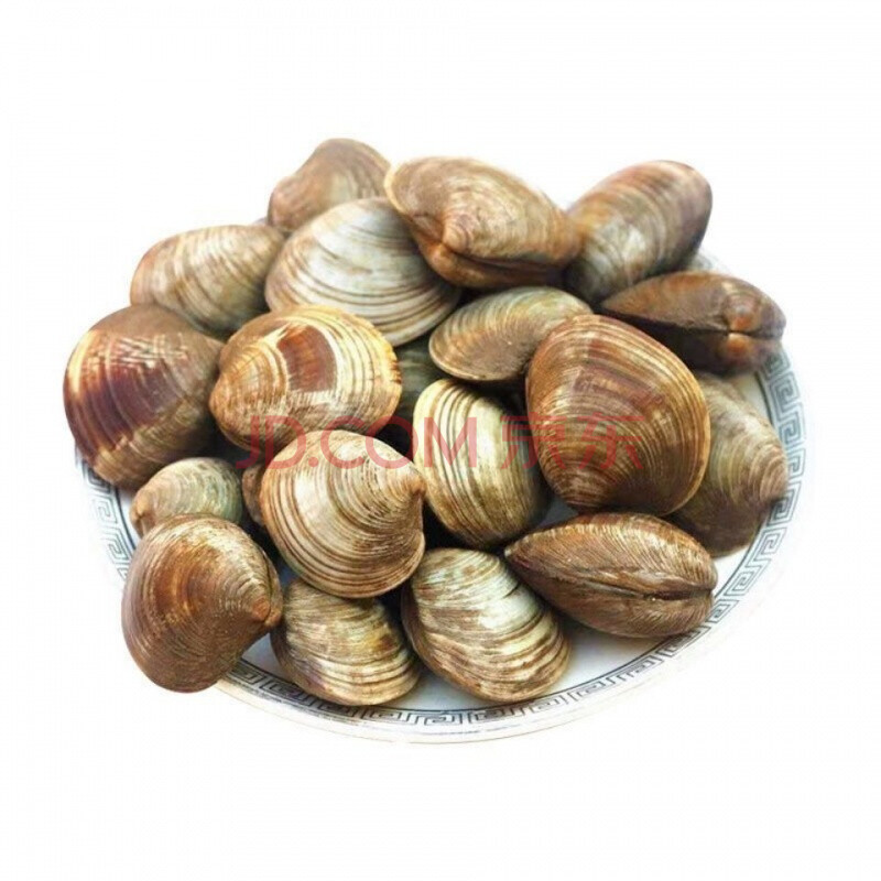 [码头直发]超大鲜活美贝海鲜花甲贝类无沙肉质饱满美