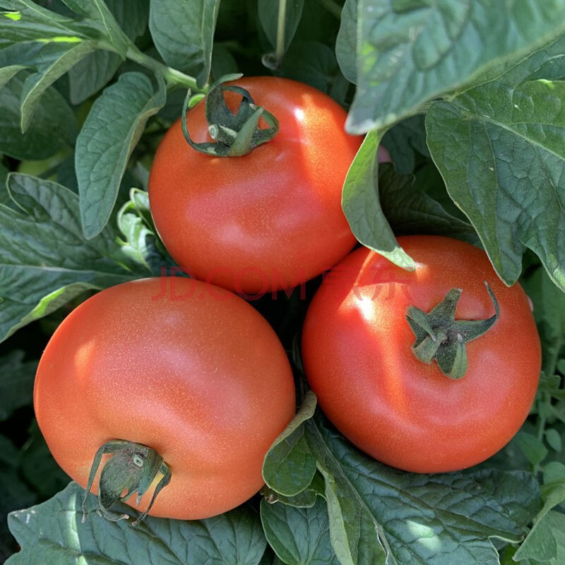 云南露天沙瓢西红柿新鲜自然熟现摘大番茄生吃农家绿色蔬菜洋子 3斤中