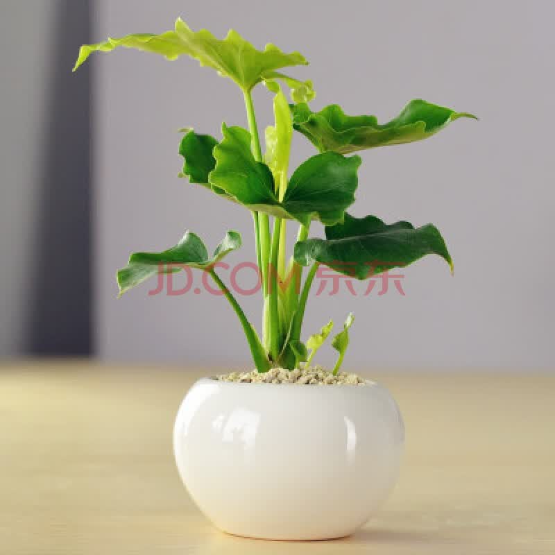 春羽春雨室内植物小天使绿植盆栽办公盆栽 春雨 白圆球陶瓷盆 含盆