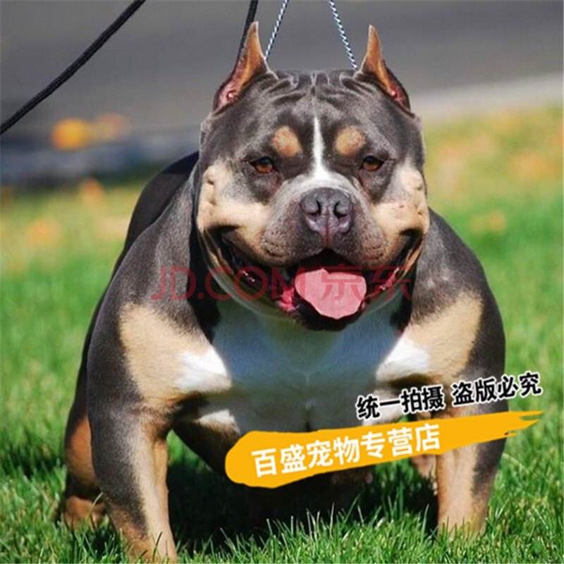 北京犬舍纯种恶霸犬幼犬活体 出售小体恶霸犬宠物狗狗 sss级