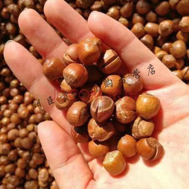 新货榛子东北薄皮炒熟 开口零食手剥开口器清香大榛子原味 小榛子(一
