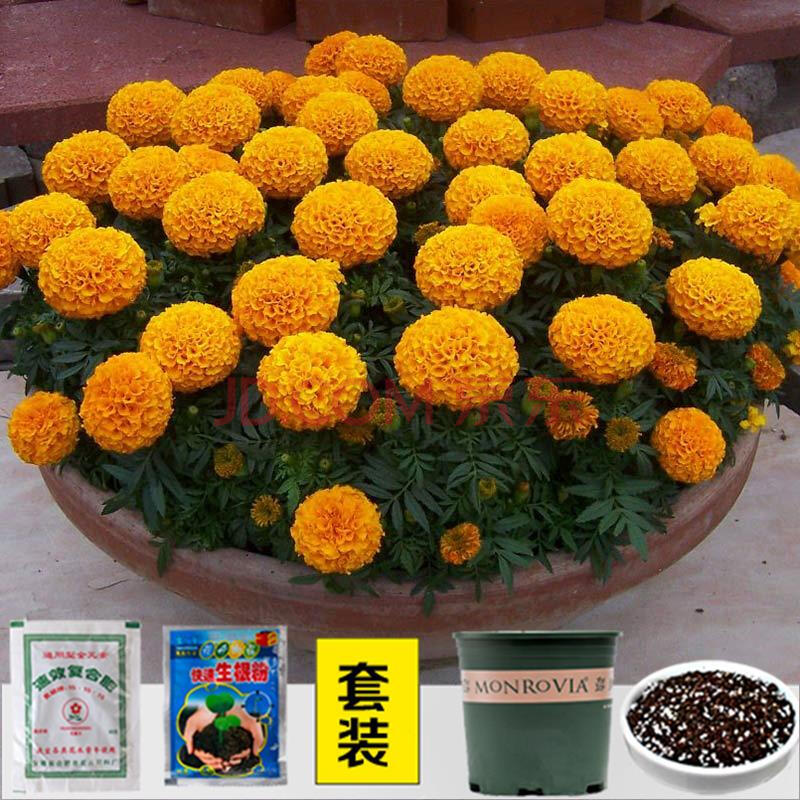 花种子大全及价格