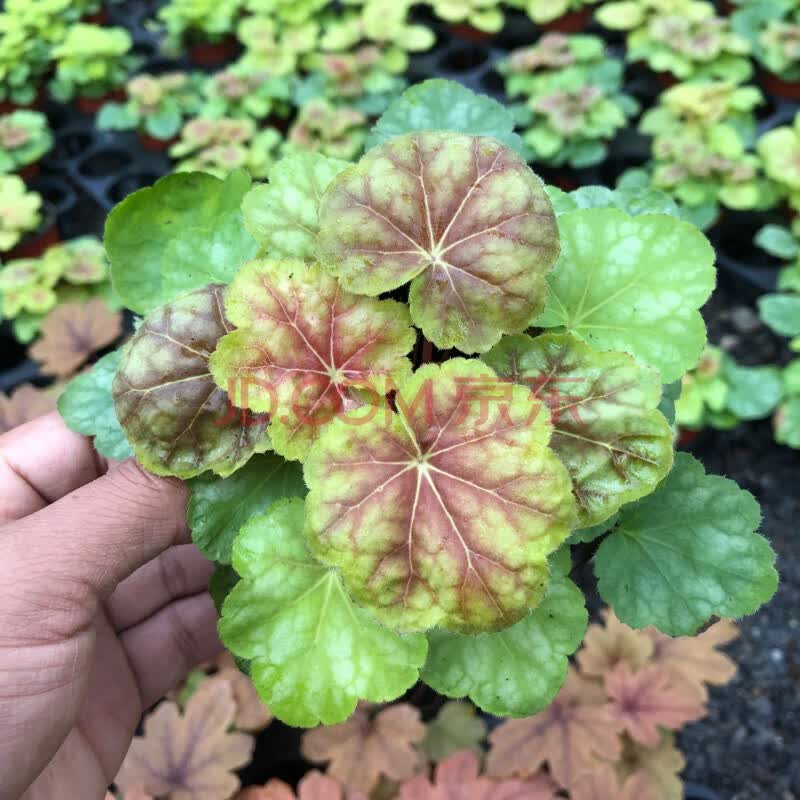 盆栽四季观叶植物室内外阳台花园耐寒花卉多年生矾根花 矾根提拉米苏