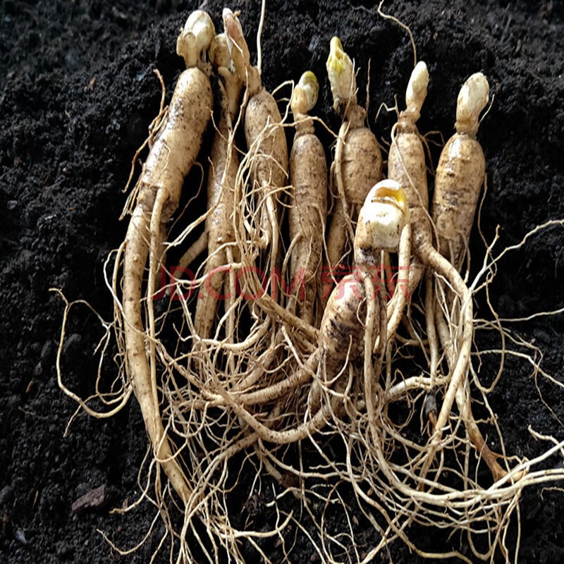 鲜人参苗 东北长白山 带土新鲜人参 人参苗盆栽种植 人参种子 3年苗