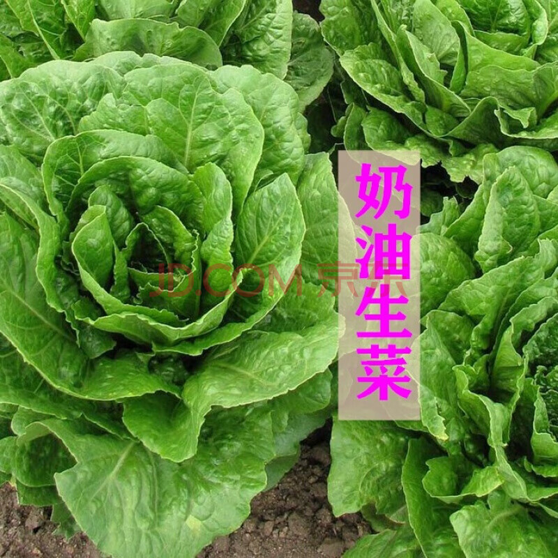 一名花匠結球生菜種子沙拉菜家庭陽臺盆栽庭院菜園四季播種 奶油生菜