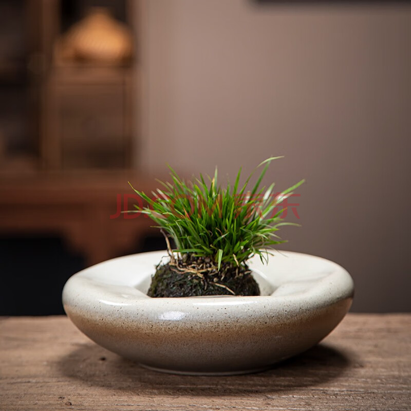 墨荷 植物小盆景 微景观小花盆文竹室内盆栽现代简约家居客厅书房种植