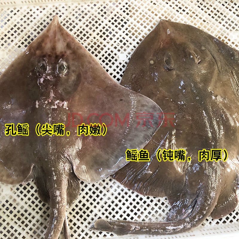 順豐速運 魔鬼魚新鮮海鮮深海老闆魚孔鰩魚鰈魚偏口魚勞子魚勞板魚 2