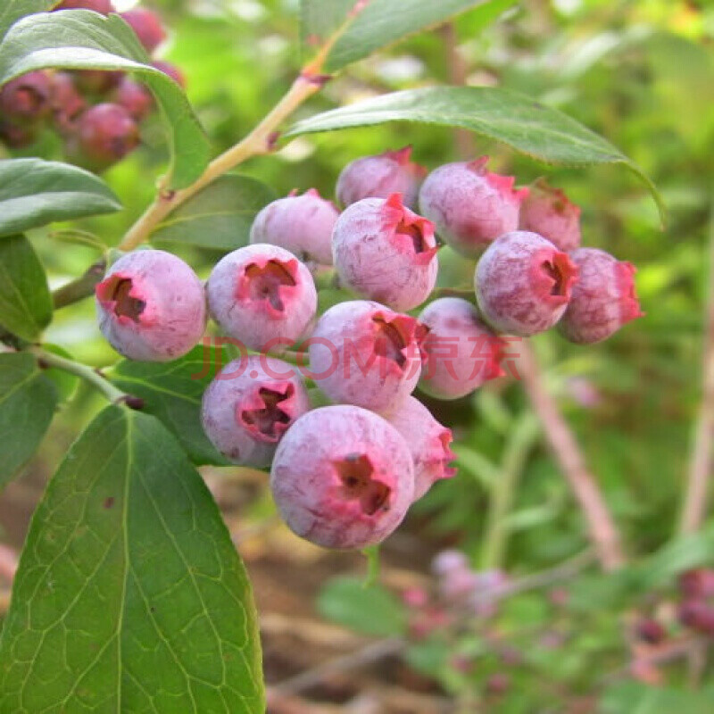 千帆亭藍莓苗盆栽地栽特大藍莓果樹苗南方北方種植陽臺庭院四季藍莓