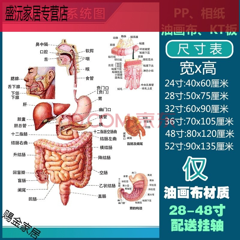 人體解剖彩色學骨骼結構圖神經肌肉五臟六腑淋巴示意解刨器官掛圖