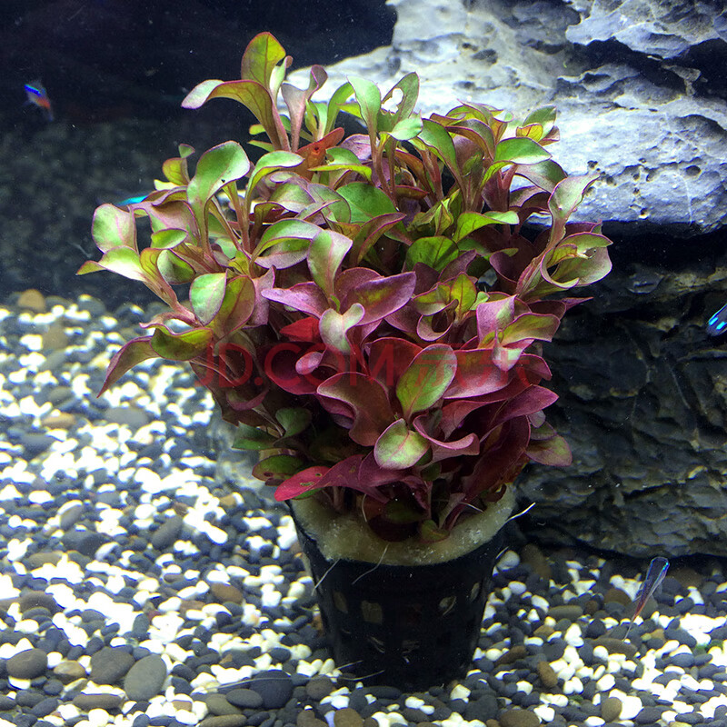 魚缸水草植物真水草造景套餐蜈蚣草綠菊陰性水草增養新手懶人水草