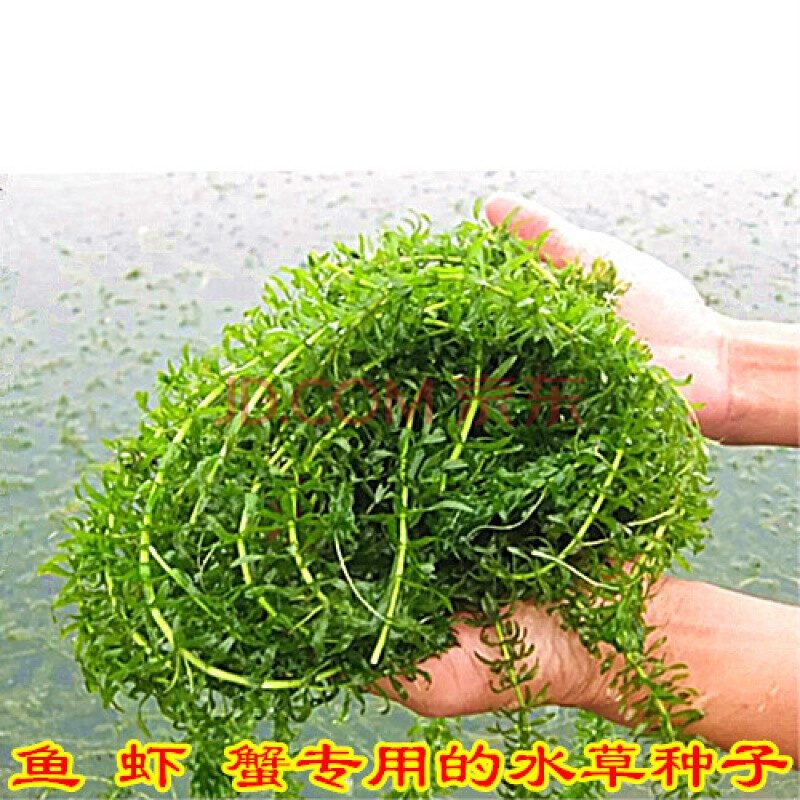 鱼塘水草种子伊乐藻轮叶黑藻养鱼虾草籽种子四季净化水质的水草