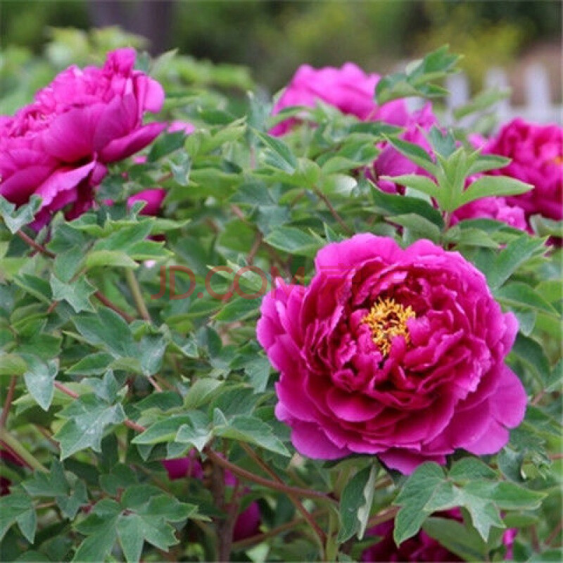 观赏牡丹大花重瓣洛阳观赏牡丹盆栽花卉庭院花卉 4-6分枝大花重瓣观赏