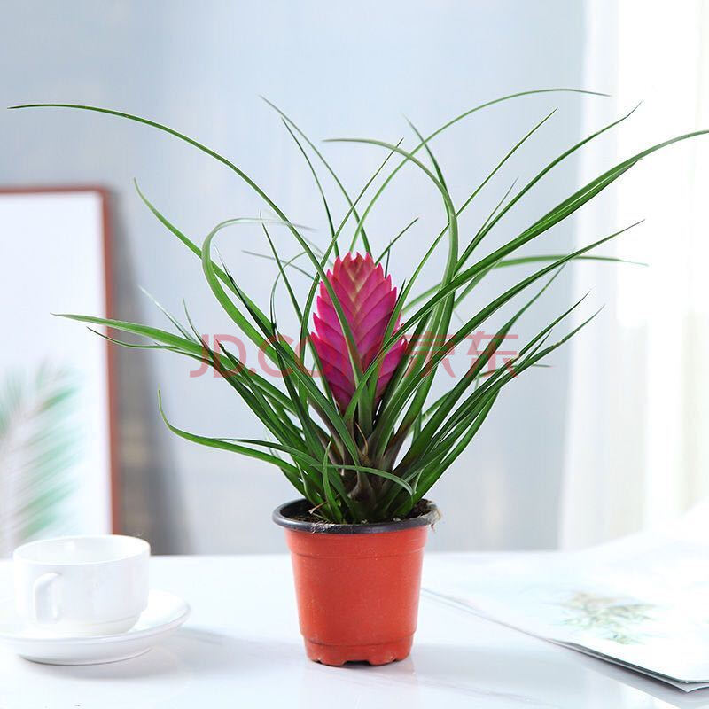 铁兰花紫花凤梨盆栽植物室内水培绿植花卉四季开花桌面摆放 铁兰花25