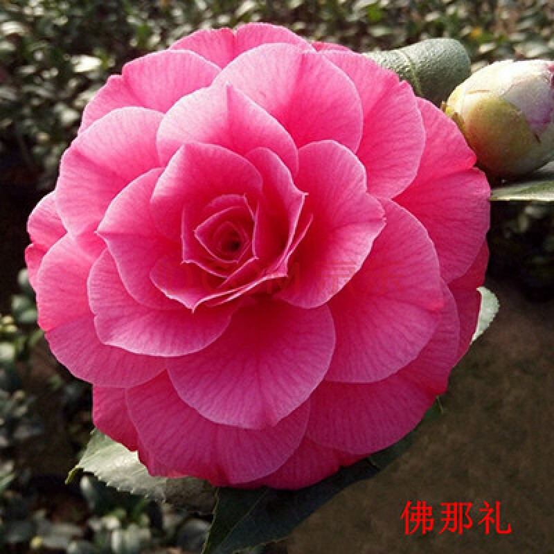 茶花苗 山茶花苗盆栽四季室内五色赤丹茶花树苗十八学士四季开花f6 佛