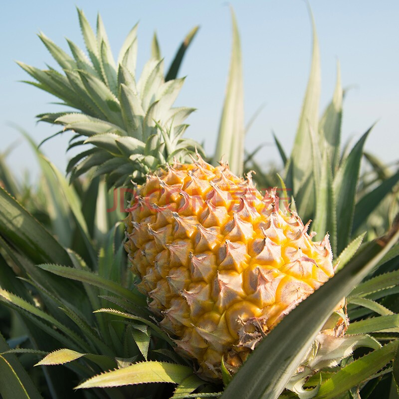 【思卓】正宗徐闻巴厘菠萝 精选大果 当季水果产地直发 【实惠5斤装】
