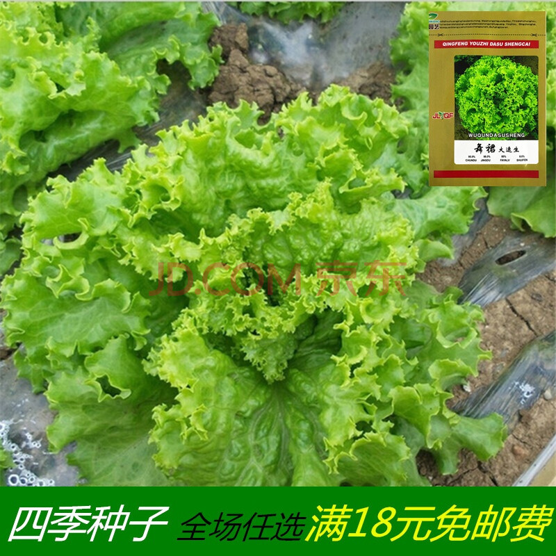 四季播蔬菜种子奶油生菜意大利生菜玻璃生菜紫叶沙拉生菜种子 舞裙大