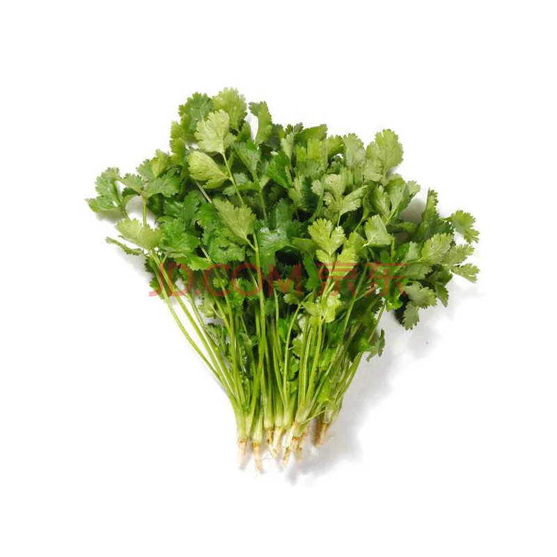 新鲜香菜 芫荽菜 农家当季蔬菜现割带根新鲜本地香菜 1500g