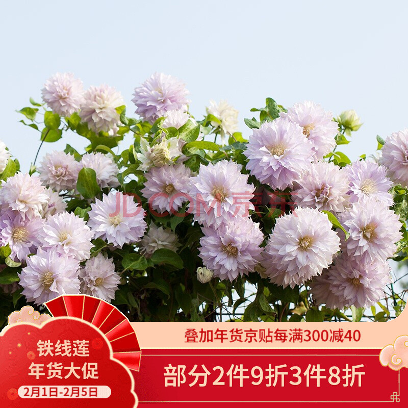 进口艾维森铁线莲p7盆栽苗 阳台丰花系列大花型花苗b组 骑士 p7