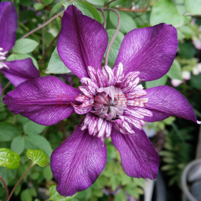 多年生重瓣大花铁线莲种根盆栽进口藤蔓攀援花卉爬藤植物发货 卡西斯1