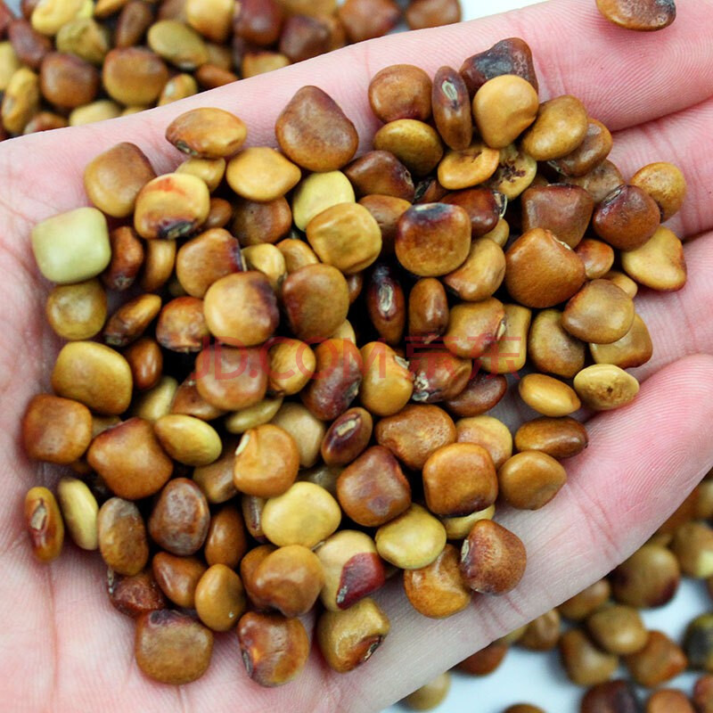 红薯有没有种子