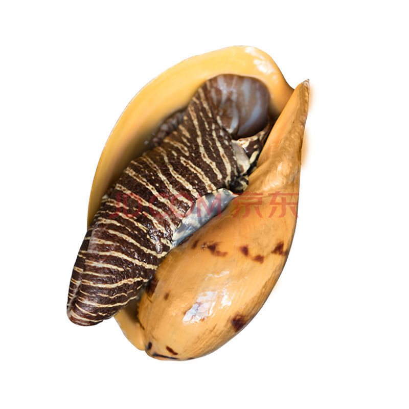 海捕大海螺黄螺椰子螺木瓜螺新鲜大黄螺油螺肉螺活冻 2250g(1个4.5斤)