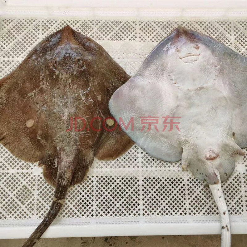 老板鱼新鲜海鱼鲽鱼鳐鱼软骨深海劳子鱼劳板鱼烟台水产新鲜冷冻 8斤