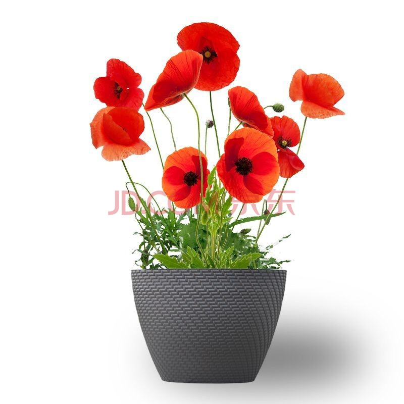 花种子四季种易活套餐室内阳台盆栽绿植物庭院花卉花草种子 虞美人混