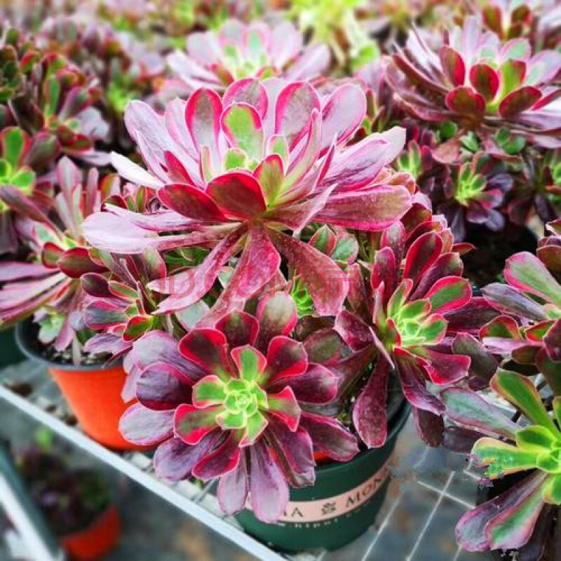 娜迦女王5-7头高12cm(法师三圣夏天出锦) 不含盆