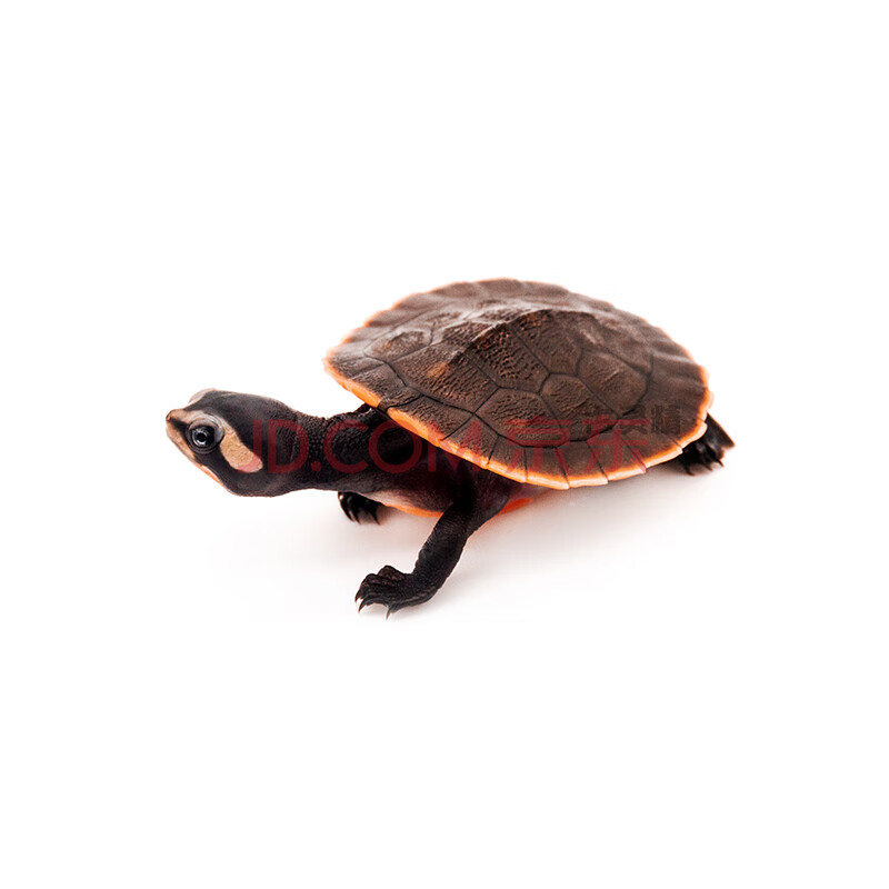 vieruodis 圆澳龟剃刀龟深水龟吃粪窄桥龟蛋龟观赏乌