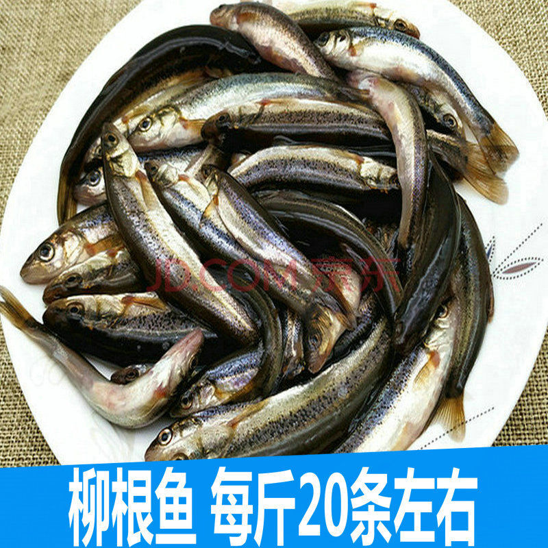 lism正宗東北柳根魚開河魚黑龍江冷水魚河柳魚鮮活速凍東北特產魚 柳