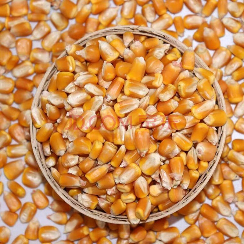 玉米粒干玉米粒玉米籽鸽子粮鸟食鸡鸭鹅鸽子仓鼠饲料打窝鱼饵玉米 大