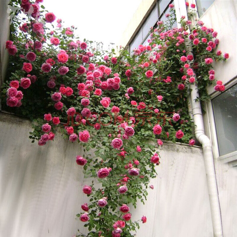 欧月红粉色龙沙宝石大花苗爬藤玫瑰苗 【1.