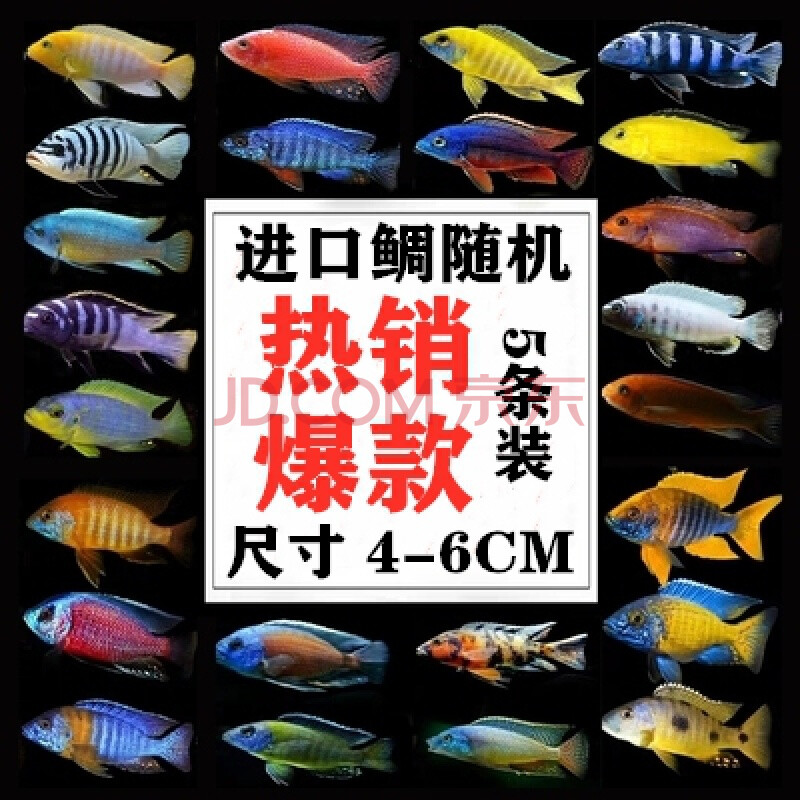 三湖慈鯛馬鯛活體藍阿里非洲王子熱帶魚巖棲小型淡水魚觀賞魚包活