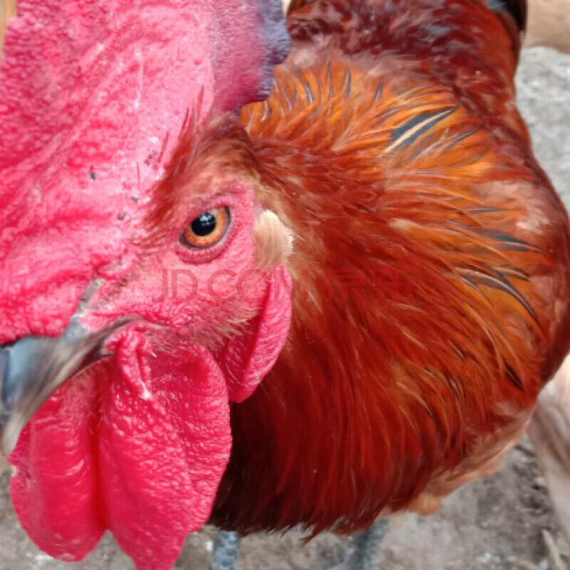 永相惜 散养青脚大红瑶鸡种蛋苏禽黄羽高产鸡孵化蛋受精蛋 30枚受精种